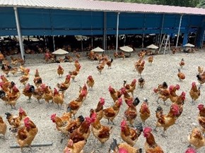 飼養雞種--畜試所改良土雞