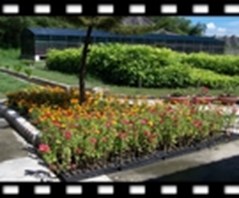 Picture-1
