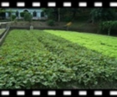 Picture-1