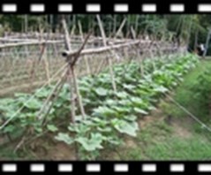 Picture-1