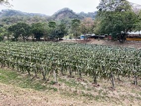 火龍果園
