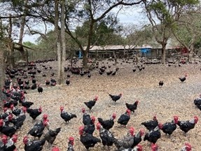 飼養雞種--尖胸黑羽土雞