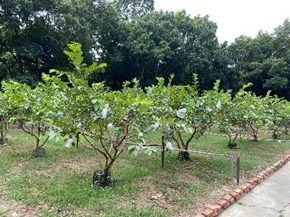 芭樂園