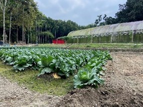 菜園