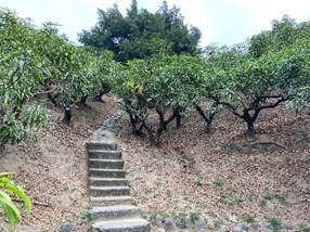 愛文芒果園